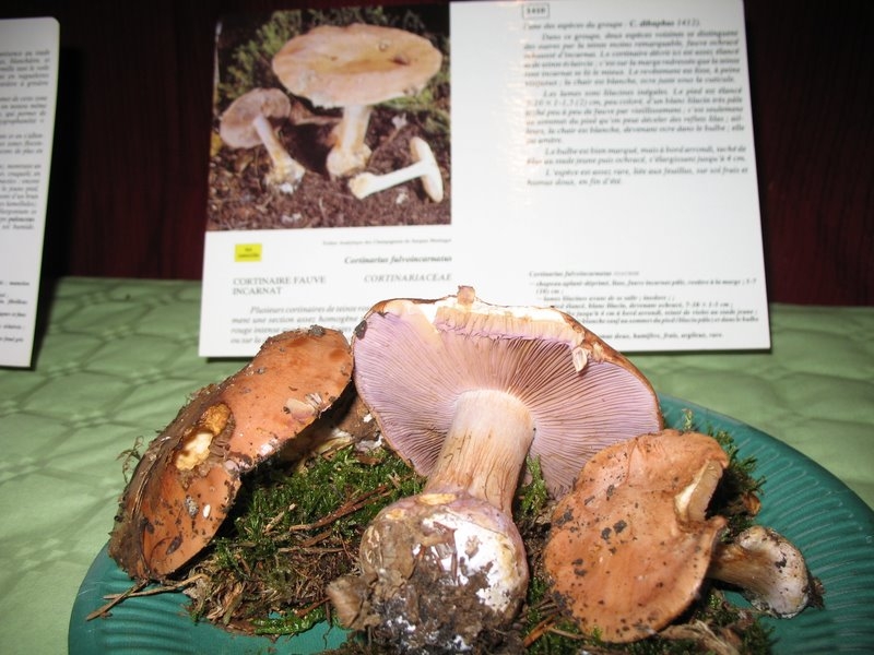 Cortinarius fulvoincarnatus 02